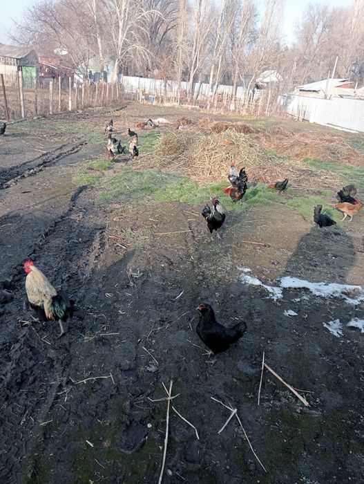 Продам карликовых курей