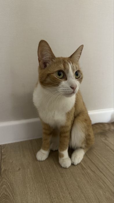 Отдадим в хорошие руки