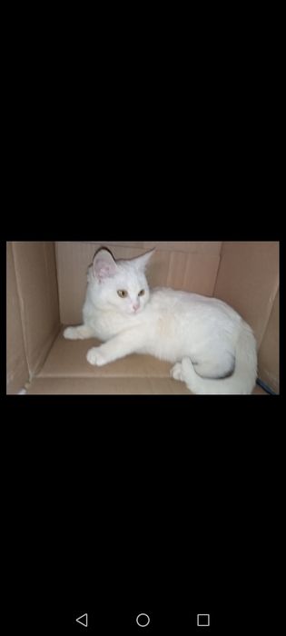 Продаются котята скотиш-фолд девочки . Белые.