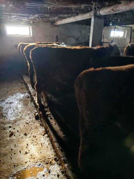 Бұқа сатылады 14 бас