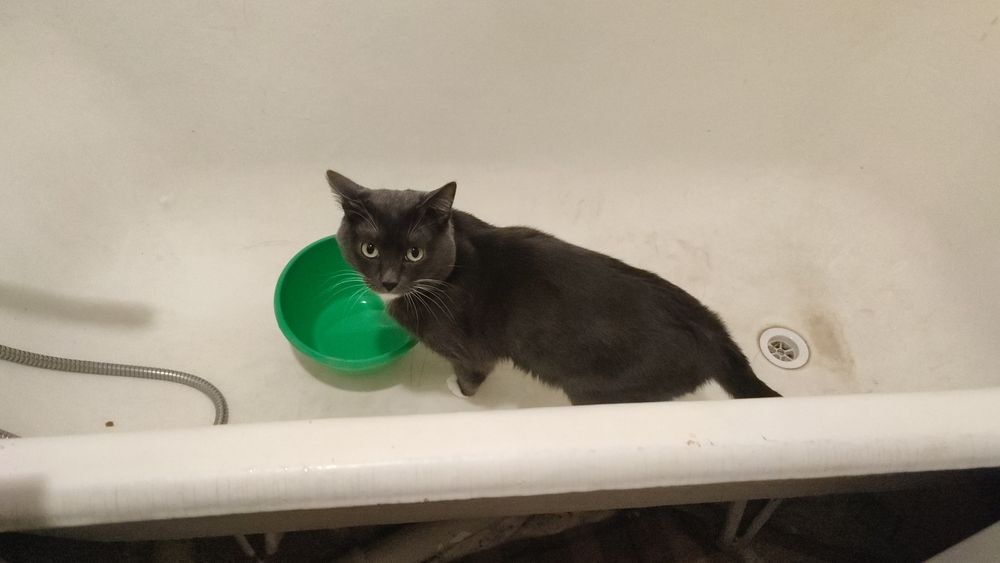 Отдам кота в хорошие руки