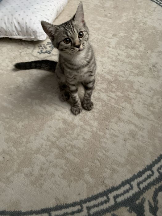Продам котенка 3-4 месяцв