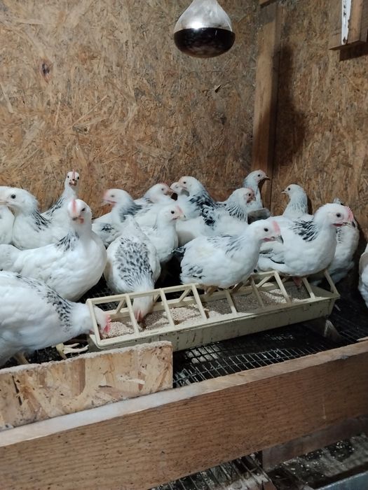 Продам яйцо инкубационное