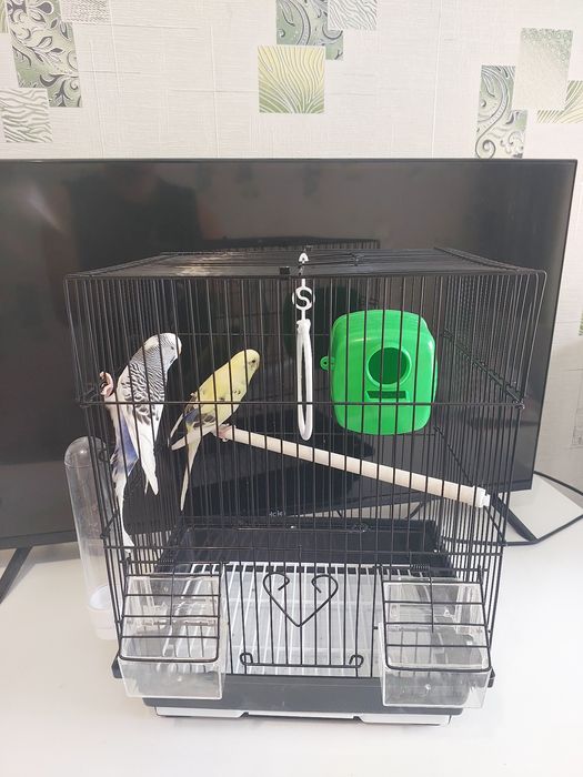 Попугайчики клетка корм минералы