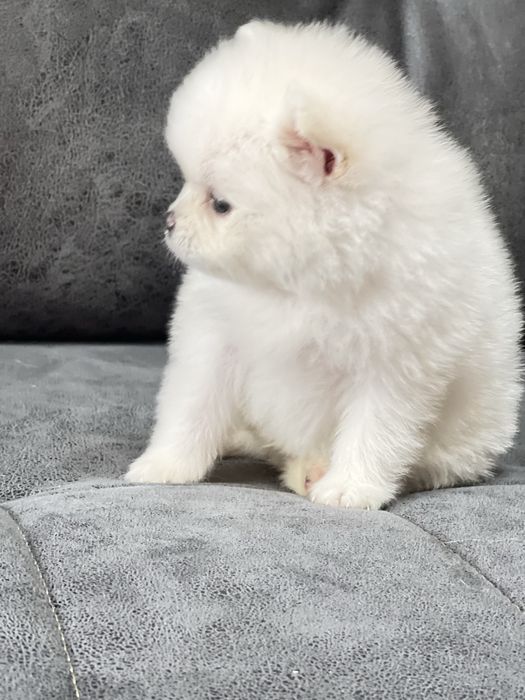 Щенки шпица на 8 марта для любимых