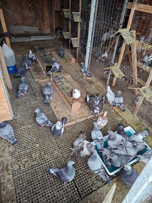 Vând porumbei voiajori