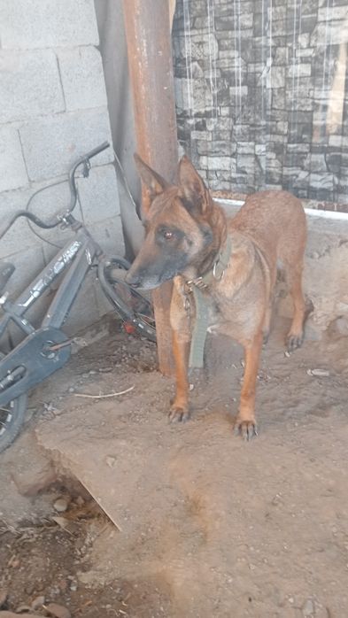 Бельгийская овчарка сатылады