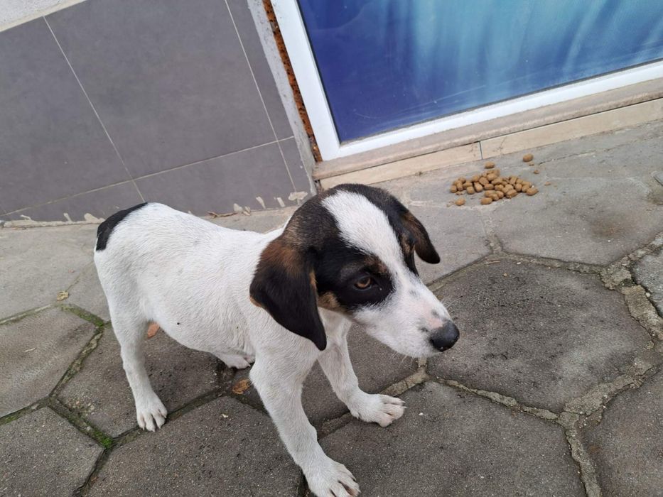 Мъжки кученца търсят дом