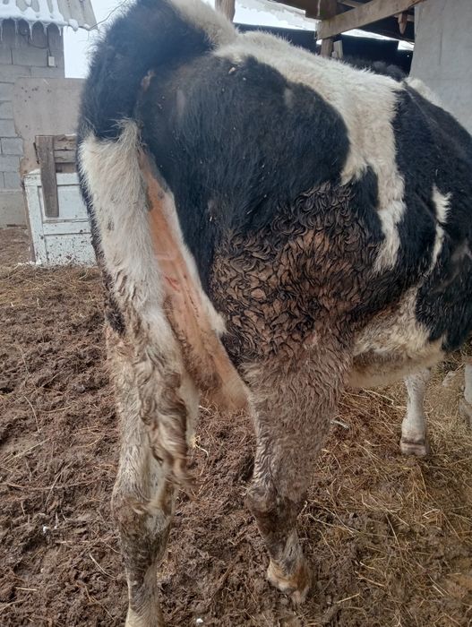 Асыл тукым сутты сиыр