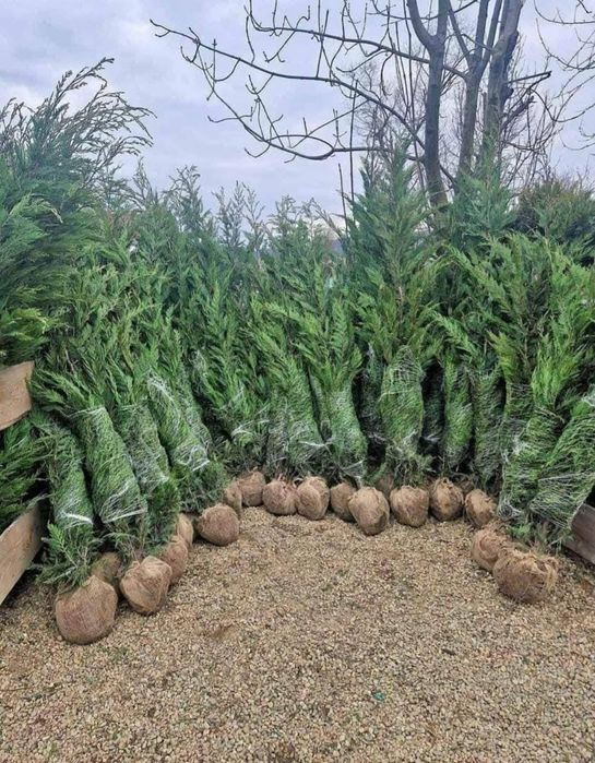 Chiparos Leylandii este un conifer de talie medie, din familia Cupress