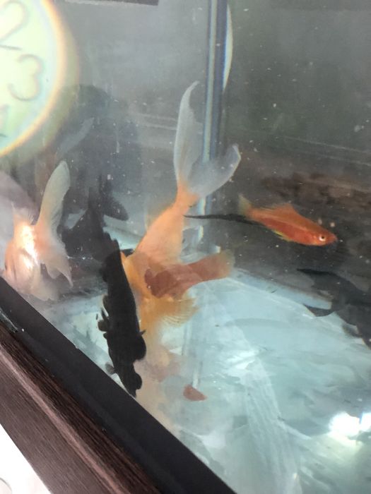 Золотый,Телскоп,Тараканы,Гуппи, рыбы