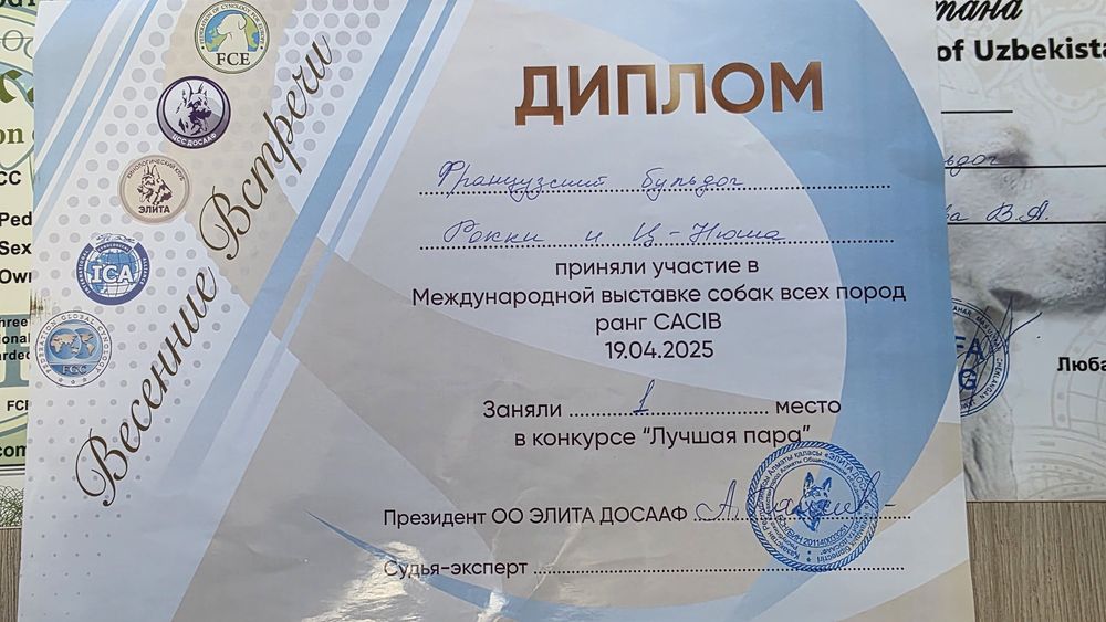 Продам щенков французкого бульдогаа