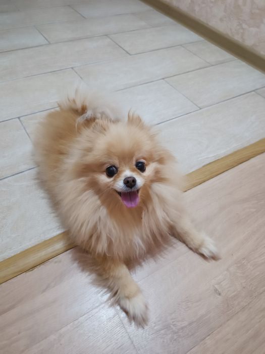 Отдадим шпица 7ле