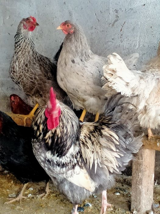 Яйца инкубационные продам