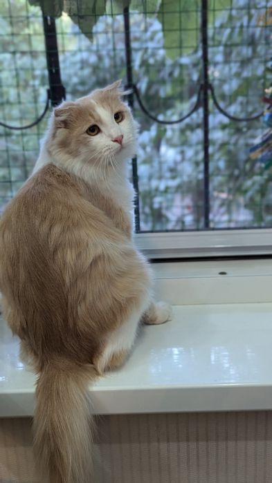 Фенотип Хайденд -фолд(длинношёрстный шотландский вислоухий т безопасно