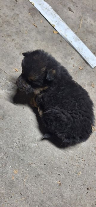 Отдам щенка в хорошие руки