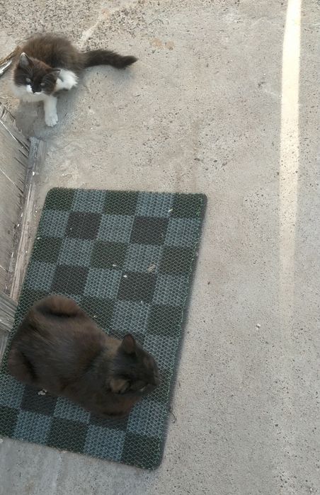 Отдам котёнка в добрые руки