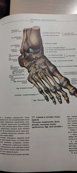Атлас по анатомияна човека Синельникови 1,2 и 3 том