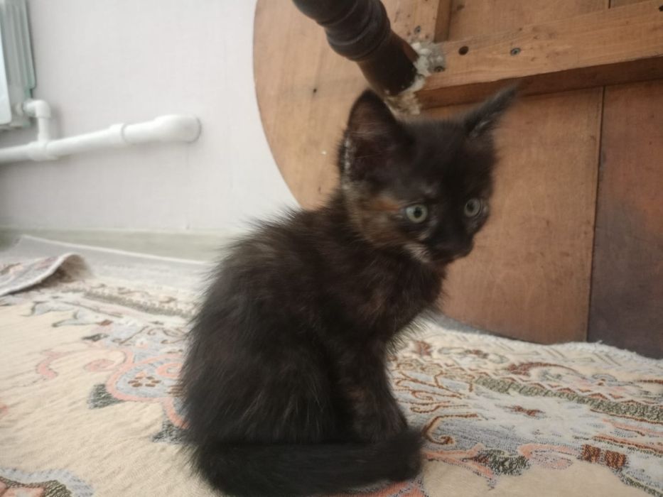 Отдадим котят в добрые руки
