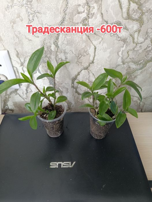 Комнатные растения кжби