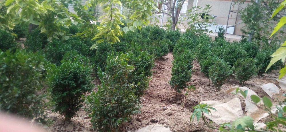 Shamshod koʻchat sotiladi