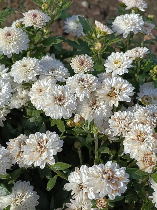 Маточники мультифлоры