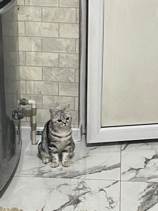 Кот британский красивый