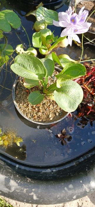 Продаю прудовые растения