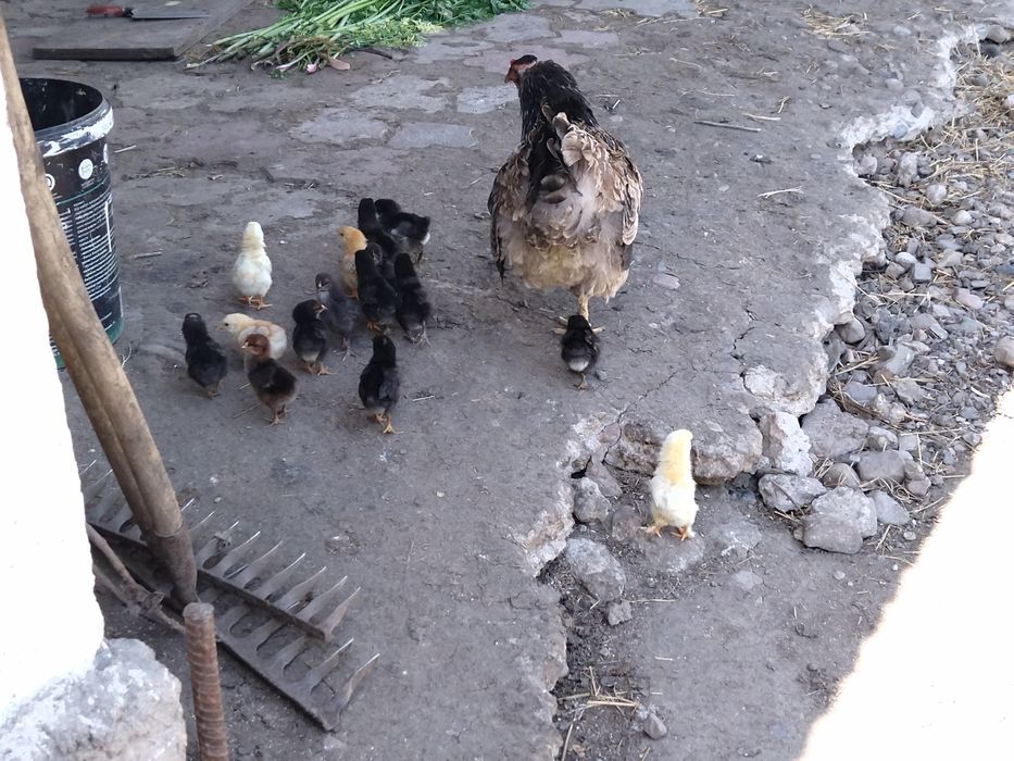 Квочка сцыплятами.