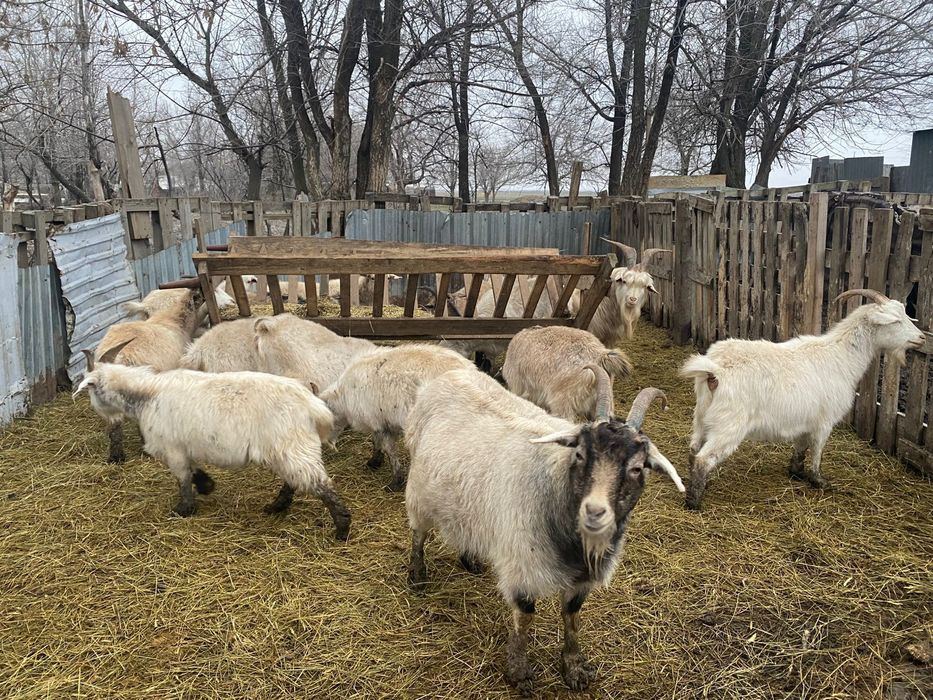 Продам коз целое семейство