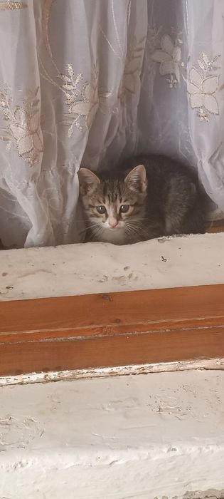 2 ойлик мушук болалари