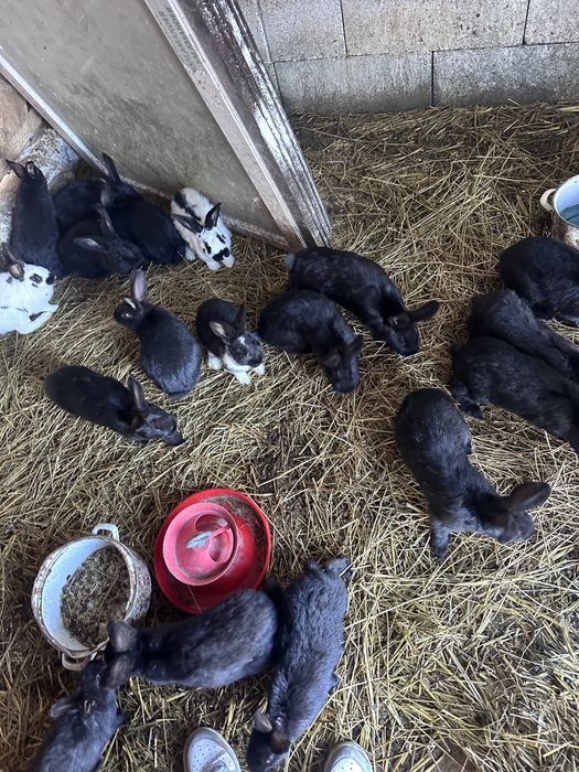 Vand sau schimb iepuri pe cereale sau gaini de rasa