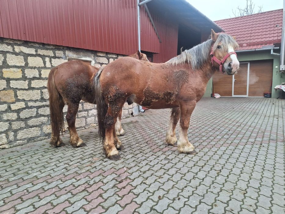 Vand cal (armăsar)și iapa