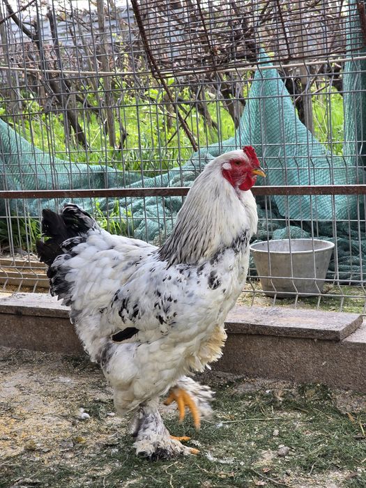 Cocoși rasa Brahma
