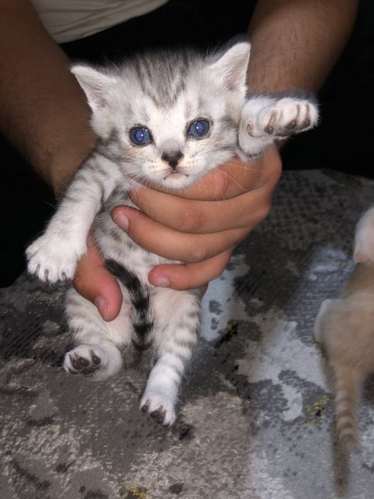 Britanskiy fold zotdor mushuklar