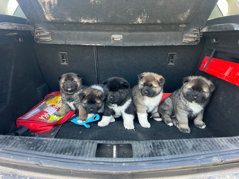 Американска акита