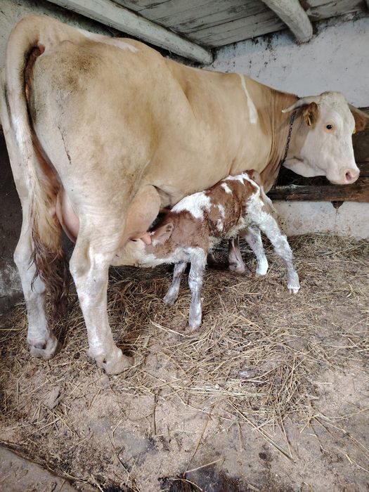 Se vinde vaca bună  cu vitel se