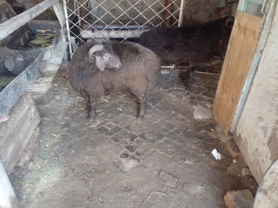 Семиз кочкорлар сотилади