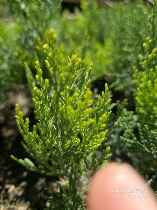 Туя голд кучатлари