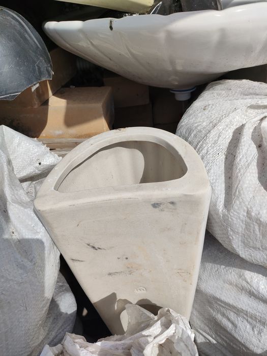 Раковины тюльпан