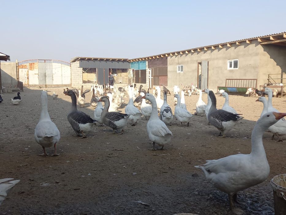 Гуси.              .