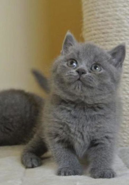 British Shorthair