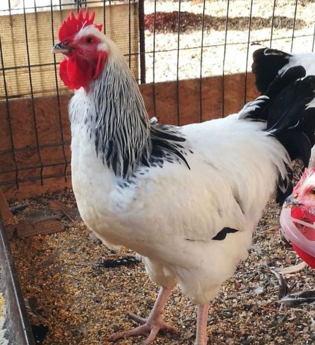 Ouă pentru incubat gaini rase mari