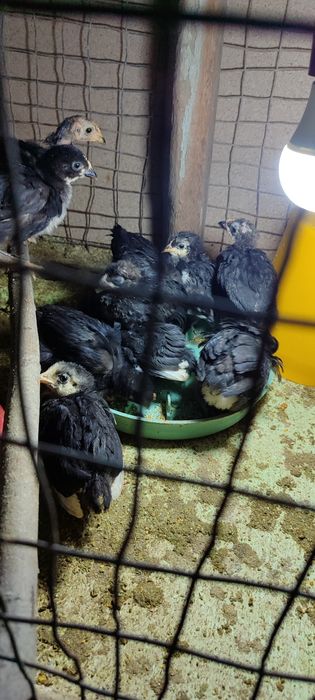 Андижон кора товух жужалари