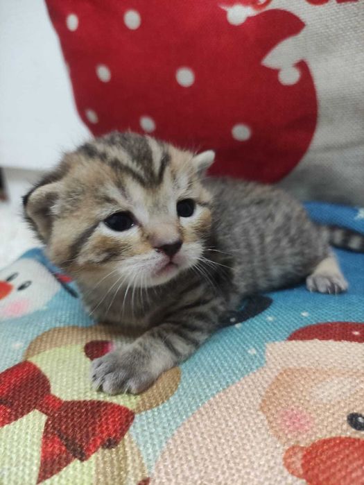 Шотландские котята бронь