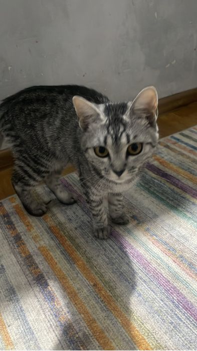 Кошка домашняя шатландская