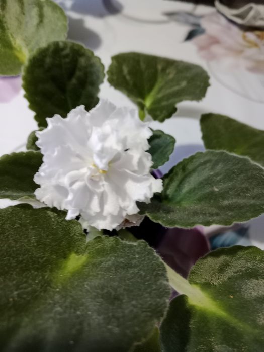 Продам фиалки цветущие