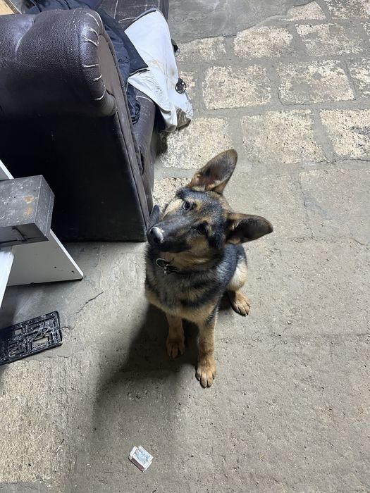 Овчарка сатылады багасы 50000