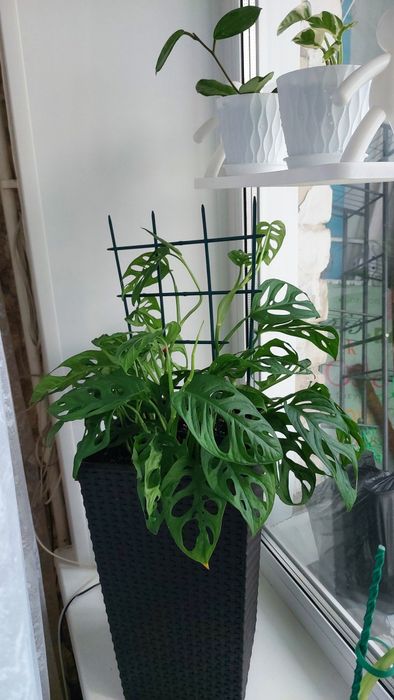 Монстера Адонсона-лиана