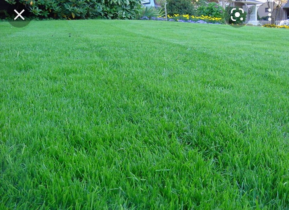 Gazon ekamz sifat va ishonch